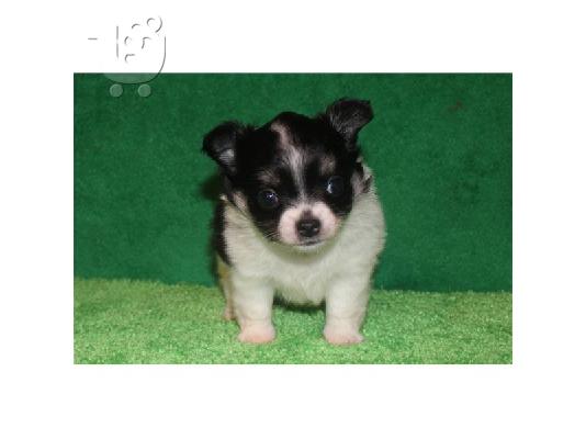 ΚΑΛΑΙΣΘΗΤΟ PUPPY CHIHUAHUA για υιοθεσία